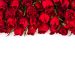 roses-on-a-white-background